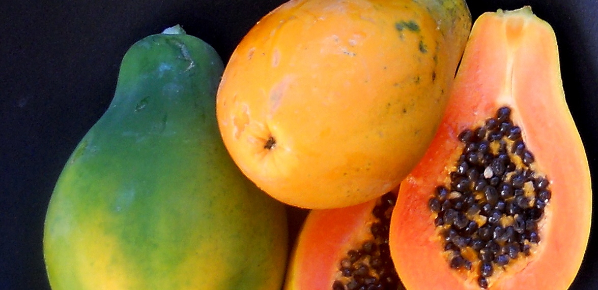 Дикие фрукты род. Папайя Неспелая. Фрукт похожий на папайю. Тропические фрукты новой Зеландии. Папайя Неспелая фото.