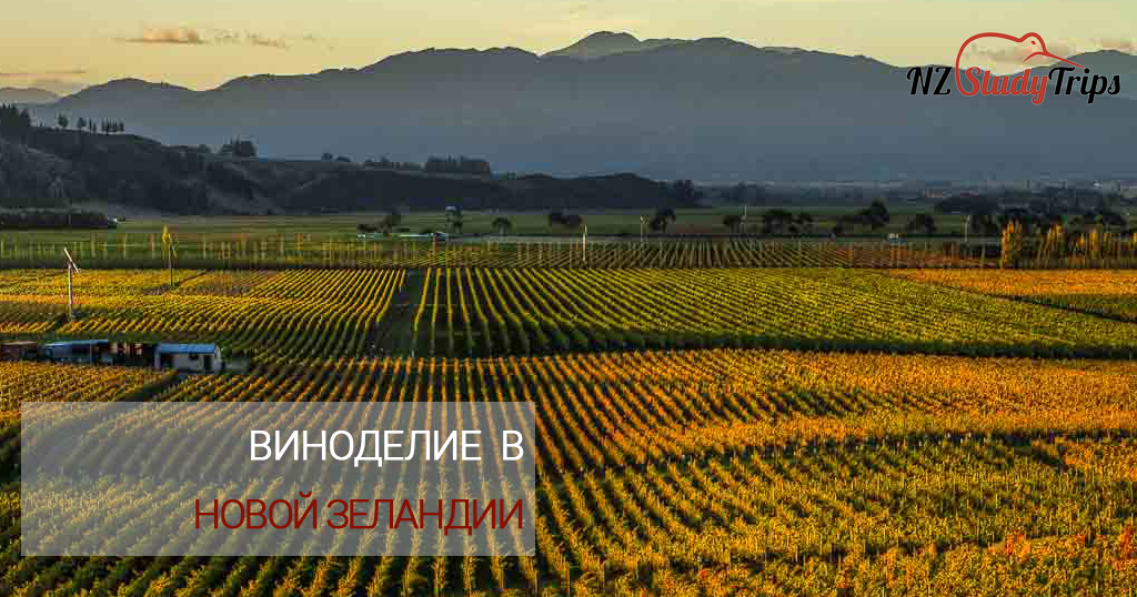 Виноделие в Новой Зеландии